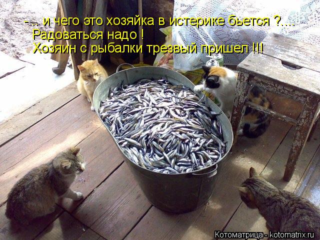 - .. и чего это хозяйка в истерике бьется ?.... Радоваться надо ! Хозяин с рыбалки трезвый пришел !!!... Котоматрица: - .. и чего это хозяйка в истерике бьется ?.... Радоваться надо ! Хозяин с рыбалки трезвый пришел !!!