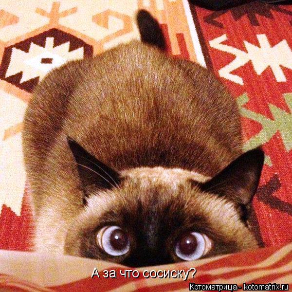 Котоматрица: А за что сосиску?