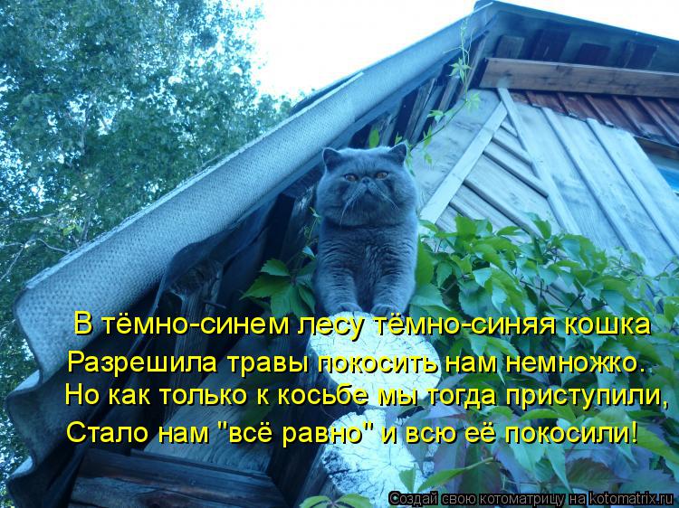 Но как только к косьбе мы тогда приступили, В тёмно-синем лесу тёмно-синяя кошка Разрешила травы поко... Котоматрица: Но как только к косьбе мы тогда приступили, В тёмно-синем лесу тёмно-синяя кошка Разрешила травы покосить нам немножко. Стало нам "всё равно"