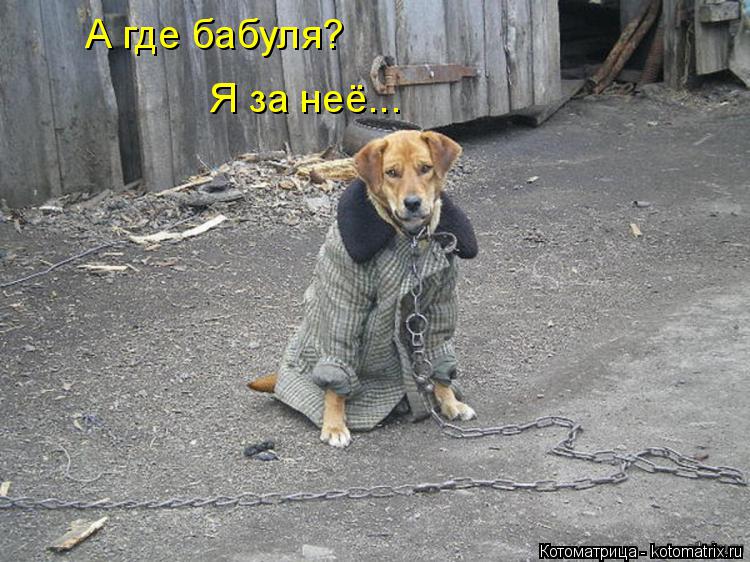 А где бабуля? Я за неё...... Котоматрица: А где бабуля? Я за неё...