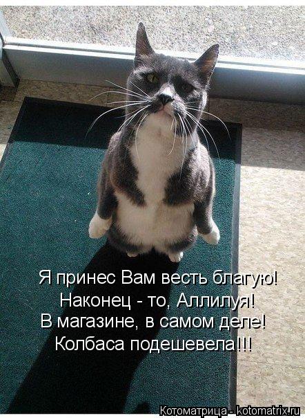 Я принес Вам весть благую! Наконец - то, Аллилуя! В магазине, в самом деле! Колбаса подешевела!!!... Котоматрица: Я принес Вам весть благую! Наконец - то, Аллилуя! В магазине, в самом деле! Колбаса подешевела!!!