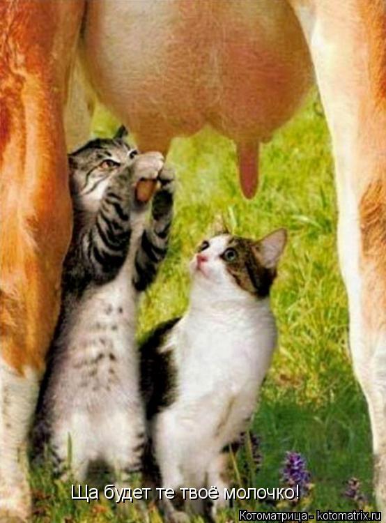 Котоматрица: Ща будет те твоё молочко!