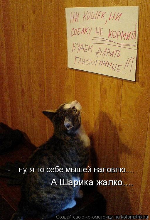 - .. ну, я то себе мышей наловлю.... А Шарика жалко....... Котоматрица: - .. ну, я то себе мышей наловлю.... А Шарика жалко....