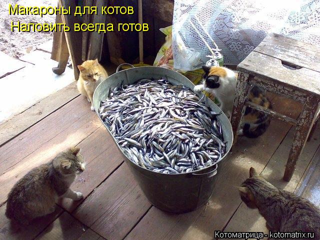 Макароны для котов Наловить всегда готов... Котоматрица: Макароны для котов Наловить всегда готов