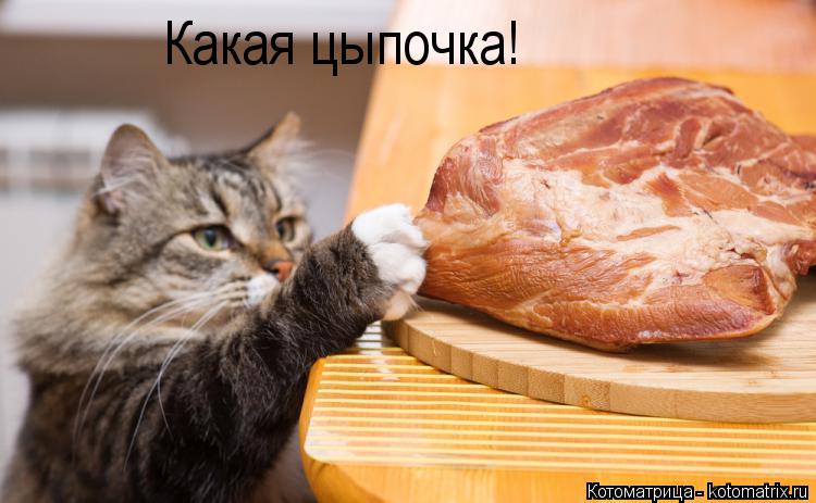 Какая цыпочка!... Котоматрица: Какая цыпочка!