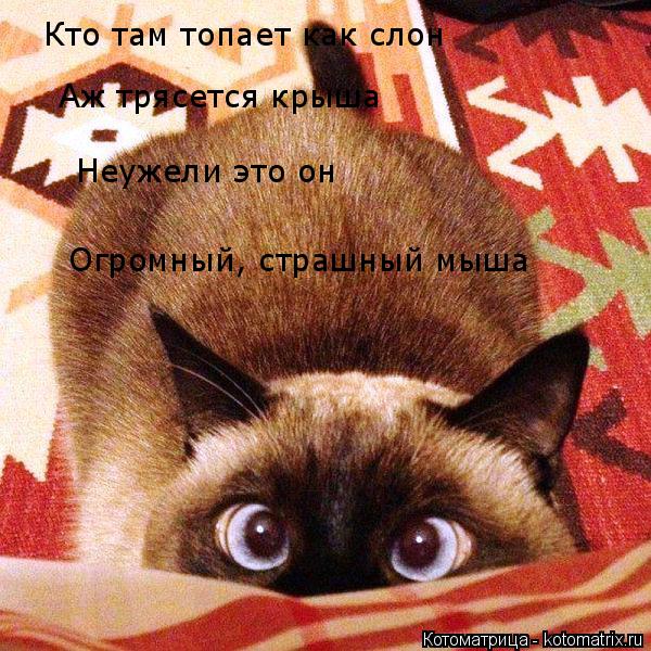 Котоматрица: Кто там топает как слон Аж трясется крыша Неужели это он Огромный, страшный мыша
