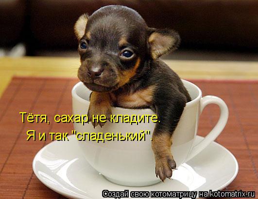 Котоматрица: Тётя, сахар не кладите. Я и так "сладенький".