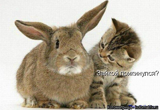 Зайкой прикинулся?... Котоматрица: Зайкой прикинулся?