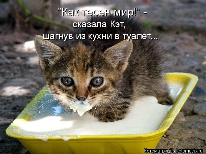 "Как тесен мир!" - сказала Кэт, шагнув из кухни в туалет...... Котоматрица: "Как тесен мир!" - сказала Кэт, шагнув из кухни в туалет...
