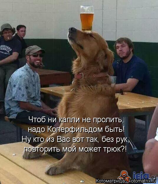 Чтоб ни капли не пролить, надо Коперфильдом быть! Ну кто из Вас вот так, без рук, повторить мой может... Котоматрица: Чтоб ни капли не пролить, надо Коперфильдом быть! Ну кто из Вас вот так, без рук, повторить мой может трюк?!