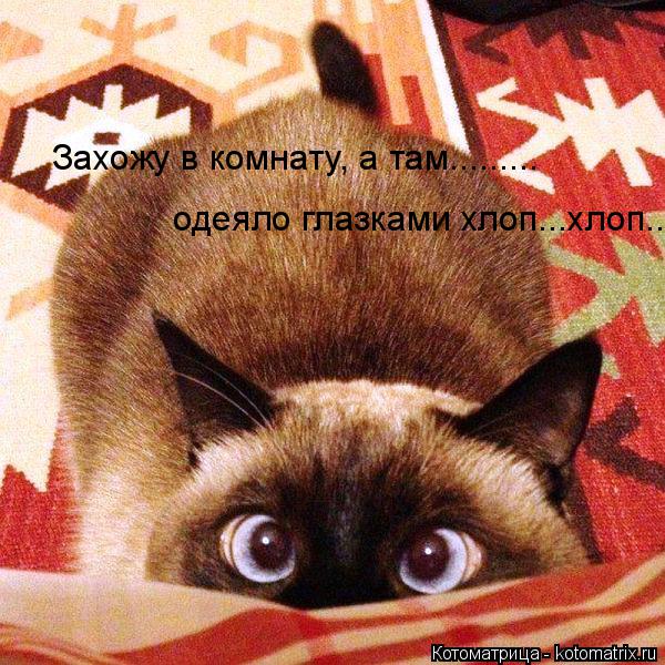 Котоматрица: Захожу в комнату, а там......... одеяло глазками хлоп...хлоп...