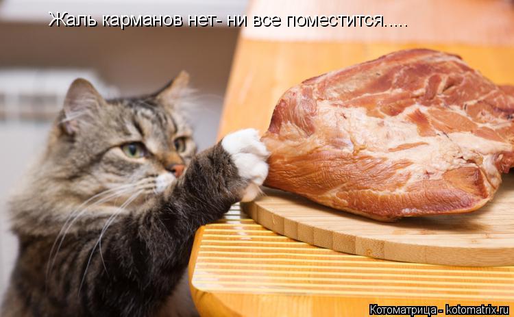 Жаль карманов нет- ни все поместится........ Котоматрица: Жаль карманов нет- ни все поместится.....