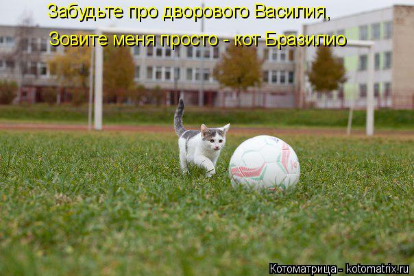 Забудьте про дворового Василия, Зовите меня просто - кот Бразилио... Котоматрица: Забудьте про дворового Василия, Зовите меня просто - кот Бразилио