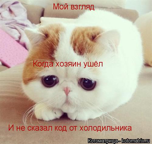 Мой взгляд Когда хозяин ушёл И не сказал код от холодильника... Котоматрица: Мой взгляд Когда хозяин ушёл И не сказал код от холодильника