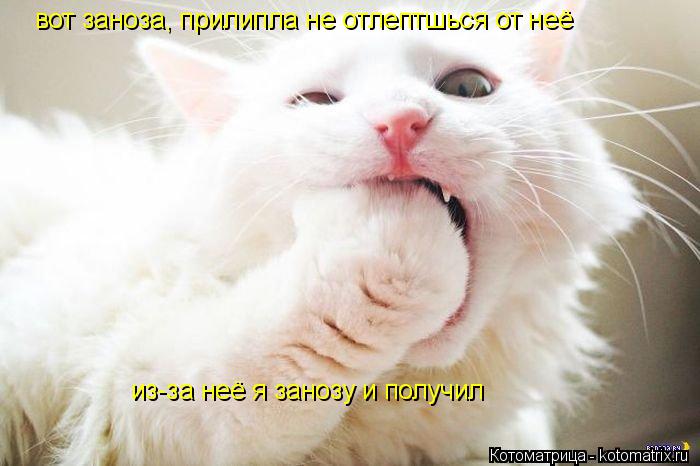 вот заноза, прилипла не отлептшься от неё из-за неё я занозу и получил... Котоматрица: вот заноза, прилипла не отлептшься от неё из-за неё я занозу и получил