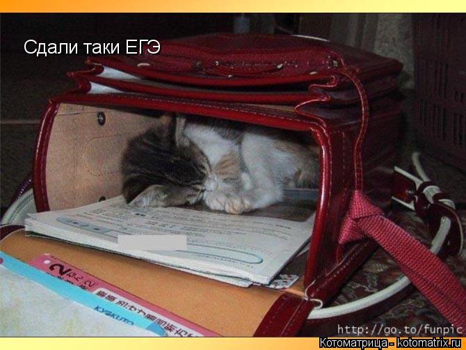 Сдали таки ЕГЭ... Котоматрица: Сдали таки ЕГЭ