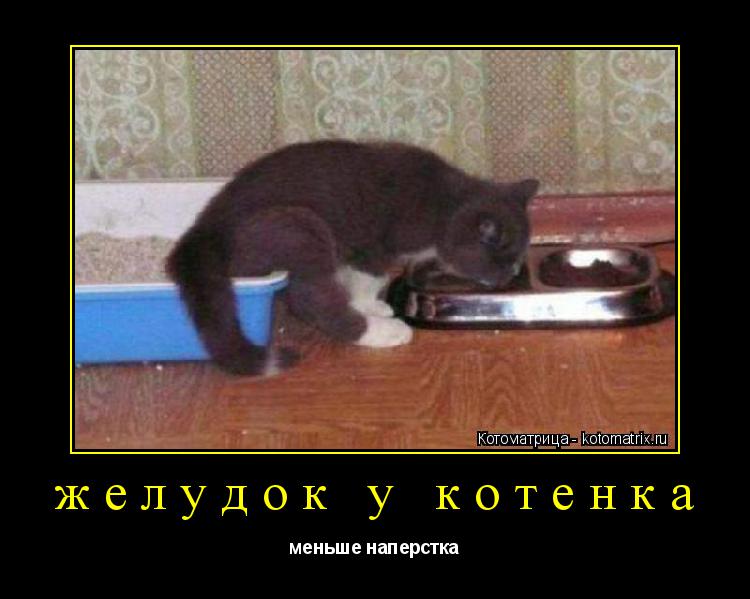 желудок у котенка меньше наперстка... Котоматрица: желудок у котенка меньше наперстка