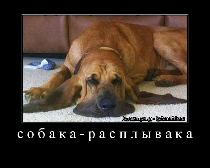 собака-расплывака ... Котоматрица: собака-расплывака