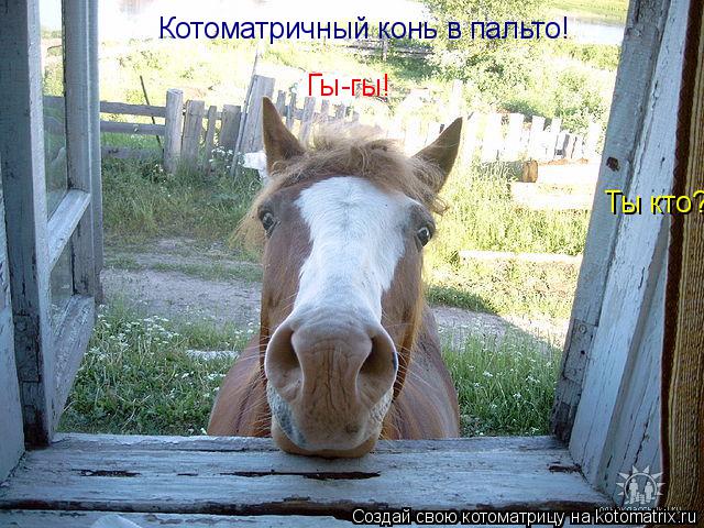 Котоматрица: Ты кто? Котоматричный конь в пальто! Гы-гы!