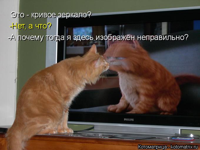 Котоматрица: Это - кривое зеркало? -Нет, а что? -А почему тогда я здесь изображён неправильно?