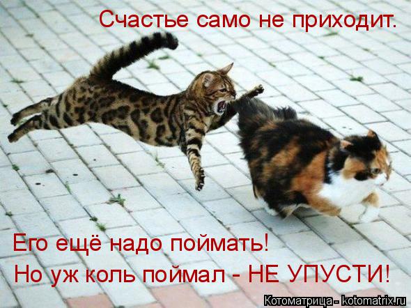 Счастье само не приходит. Его ещё надо поймать! Но уж коль поймал - НЕ УПУСТИ!... Котоматрица: Счастье само не приходит. Его ещё надо поймать! Но уж коль поймал - НЕ УПУСТИ!