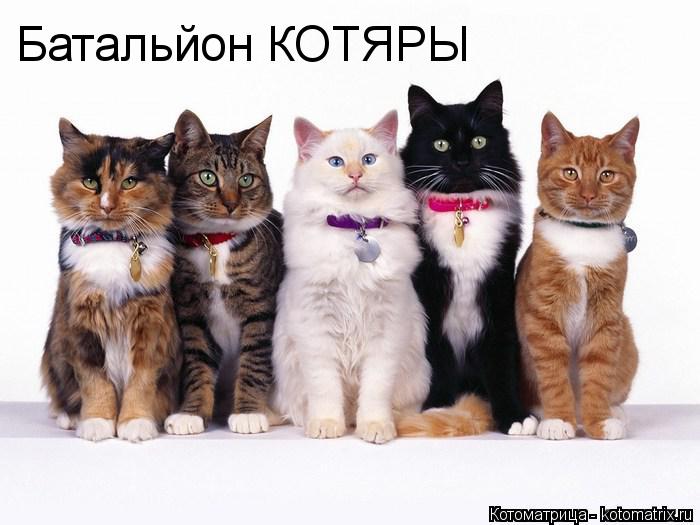 Котоматрица: Батальйон КОТЯРЫ