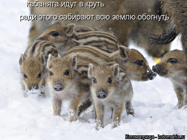кабанята идут в круть ради этого сабирают всю землю обогнуть... Котоматрица: кабанята идут в круть ради этого сабирают всю землю обогнуть