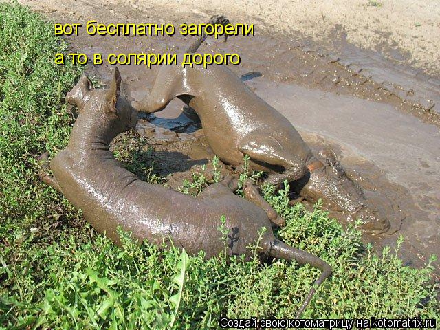 вот бесплатно загорели а то в солярии дорого... Котоматрица: вот бесплатно загорели а то в солярии дорого