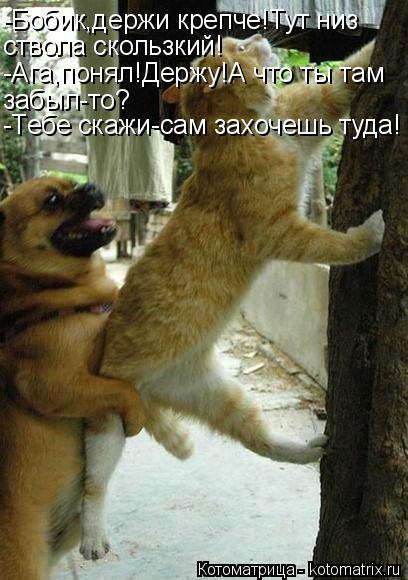 Котоматрица: -Бобик,держи крепче!Тут низ ствола скользкий! -Ага,понял!Держу!А что ты там забыл-то? -Тебе скажи-сам захочешь туда!