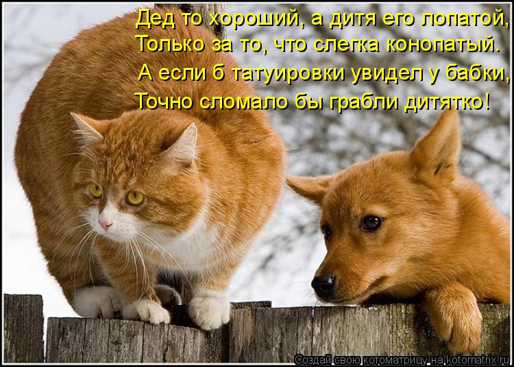 Котоматрица: Дед то хороший, а дитя его лопатой, Только за то, что слегка конопатый. А если б татуировки увидел у бабки, Точно сломало бы грабли дитятко!