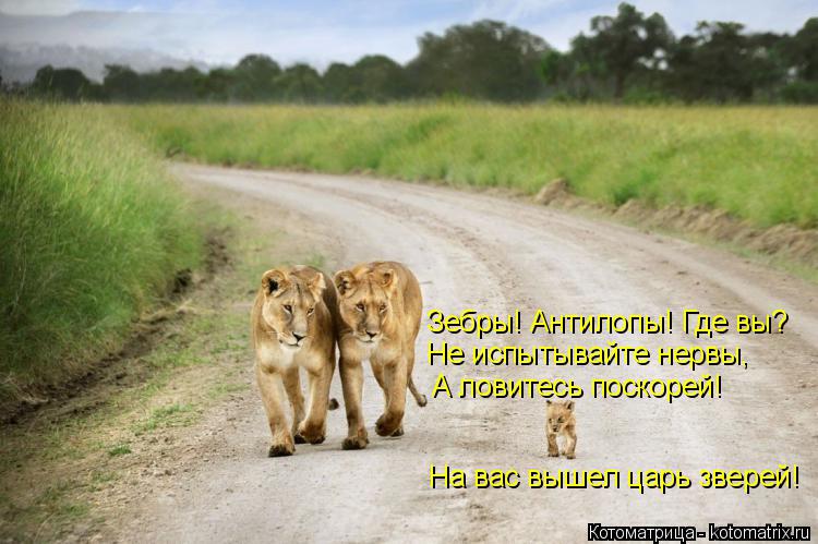 Зебры! Антилопы! Где вы? Не испытывайте нервы, А ловитесь поскорей! На вас вышел царь зверей!... Котоматрица: Зебры! Антилопы! Где вы? Не испытывайте нервы, А ловитесь поскорей! На вас вышел царь зверей!