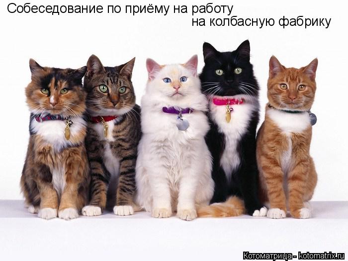 Котоматрица: Собеседование по приёму на работу на колбасную фабрику