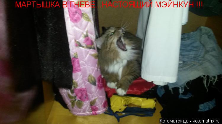Котоматрица: МАРТЫШКА В ГНЕВЕ...НАСТОЯЩИЙ МЭЙНКУН !!!