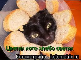 Котоматрица: Цветик кото-хлебо светик