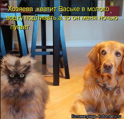 Котоматрица: Хозяева ,хватит Ваське в молоко  водку подливать,а то он меня ночью пугает