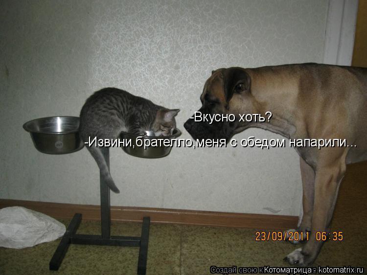 -Извини,брателло,меня с обедом напарили... -Вкусно хоть?... Котоматрица: -Извини,брателло,меня с обедом напарили... -Вкусно хоть?