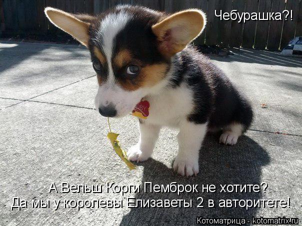 Чебурашка?! А Вельш Корги Пемброк не хотите? Да мы у королевы Елизаветы 2 в авторитете!... Котоматрица: Чебурашка?! А Вельш Корги Пемброк не хотите? Да мы у королевы Елизаветы 2 в авторитете!