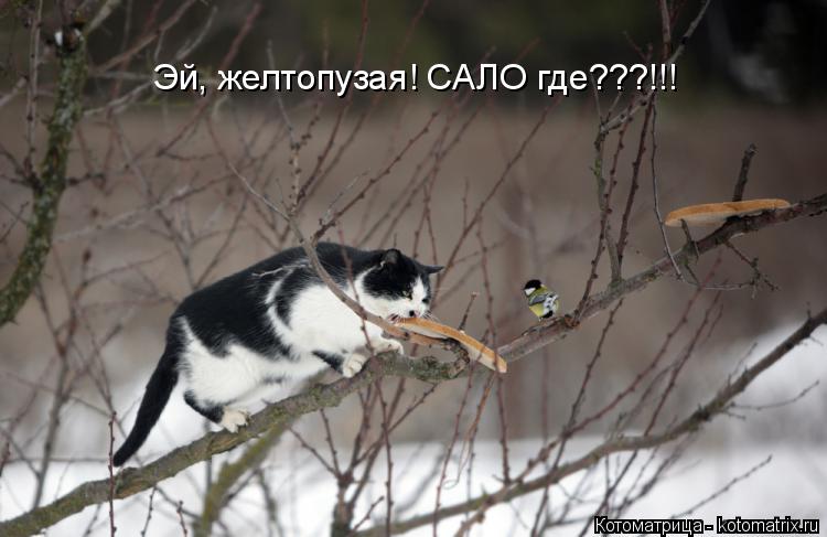 Эй, желтопузая! САЛО где???!!!... Котоматрица: Эй, желтопузая! САЛО где???!!!