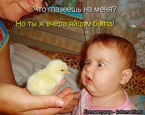 Что глазеешь на меня? Но ты ж вчера яйцом была!... Котоматрица: Что глазеешь на меня? Но ты ж вчера яйцом была!