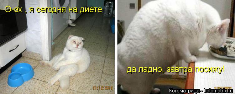 Э-эх , я сегодня на диете да ладно, завтра посижу!... Котоматрица: Э-эх , я сегодня на диете да ладно, завтра посижу!