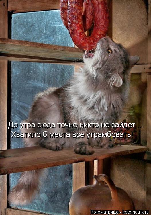 Котоматрица: До утра сюда точно никто не зайдет ... Хватило б места все утрамбовать!