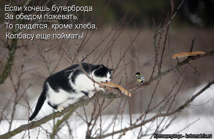 Если хочешь бутерброда За обедом пожевать, То придется, кроме хлеба, Колбасу еще поймать!... Котоматрица: Если хочешь бутерброда За обедом пожевать, То придется, кроме хлеба, Колбасу еще поймать!