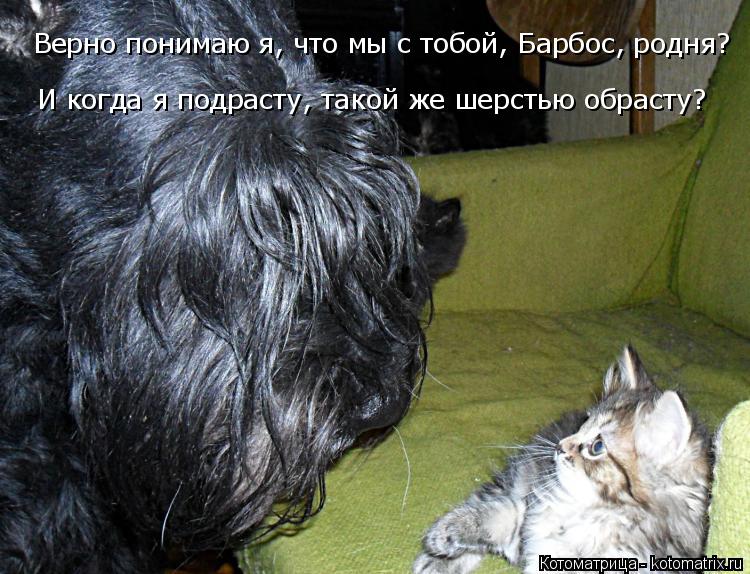 Котоматрица: Верно понимаю я, что мы с тобой, Барбос, родня? И когда я подрасту, такой же шерстью обрасту?