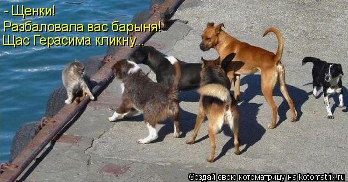 Котоматрица: - Щенки!  Разбаловала вас барыня! Щас Герасима кликну...
