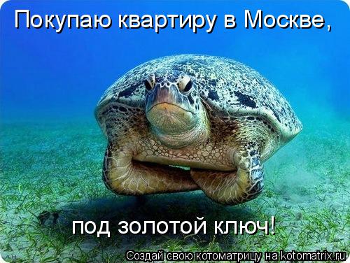 Котоматрица: Покупаю квартиру в Москве, под золотой ключ!