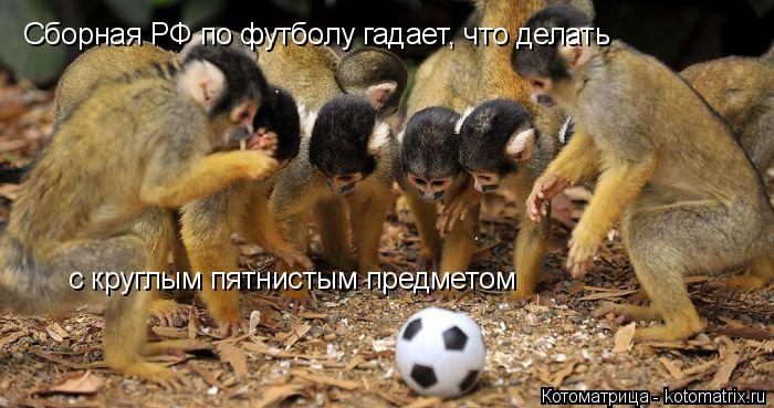 Сборная РФ по футболу гадает, что делать с круглым пятнистым предметом... Котоматрица: Сборная РФ по футболу гадает, что делать с круглым пятнистым предметом