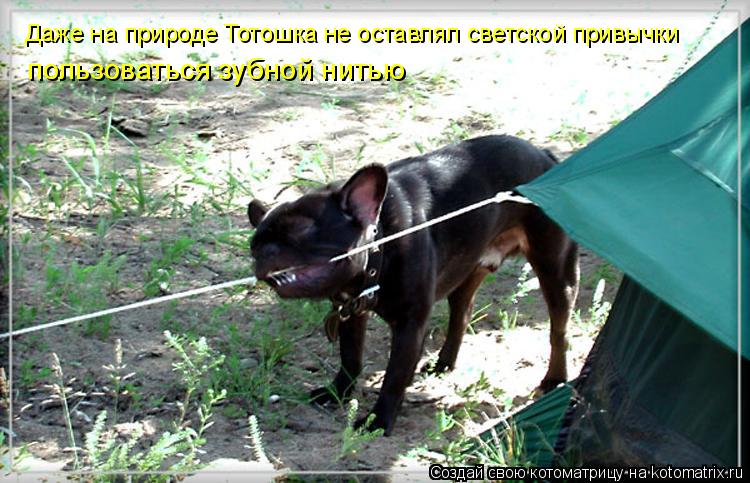 Даже на природе Тотошка не оставлял светской привычки пользоваться зубной нитью... Котоматрица: Даже на природе Тотошка не оставлял светской привычки пользоваться зубной нитью