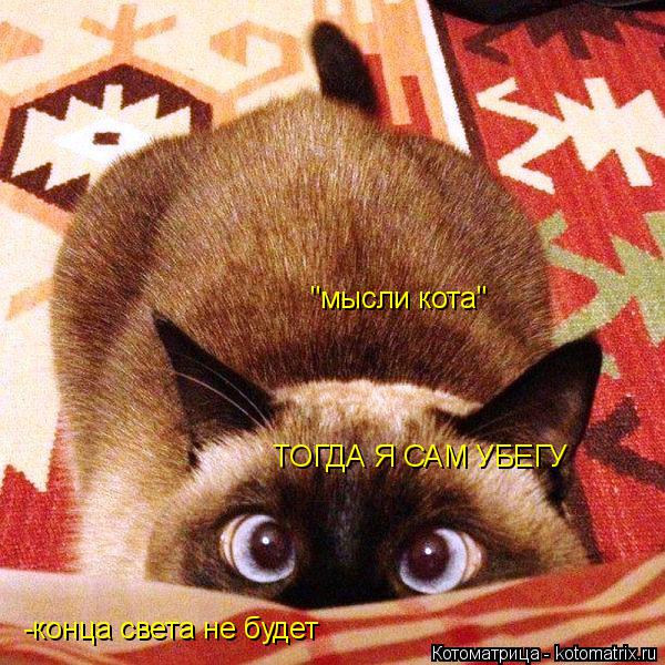 Котоматрица: -конца света не будет "мысли кота" ТОГДА Я САМ УБЕГУ