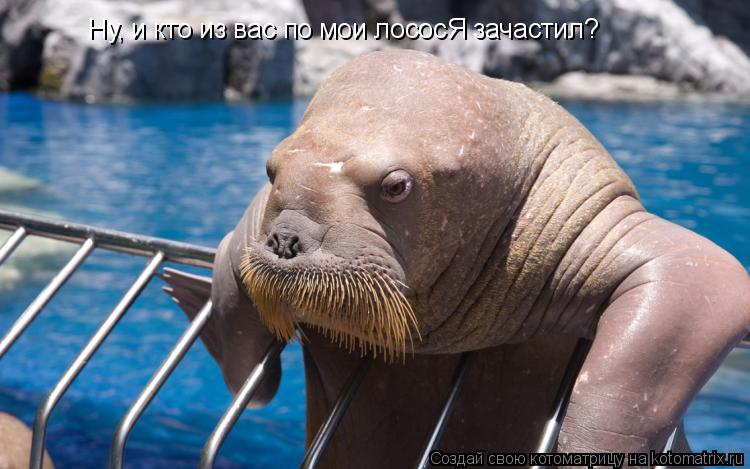 Котоматрица: Ну, и кто из вас по мои лососЯ зачастил?