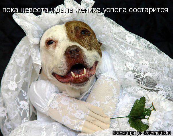 пока невеста ждала жениха успела состарится... Котоматрица: пока невеста ждала жениха успела состарится